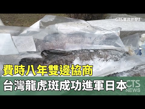 費時八年雙邊協商　台灣龍虎斑成功進軍日本