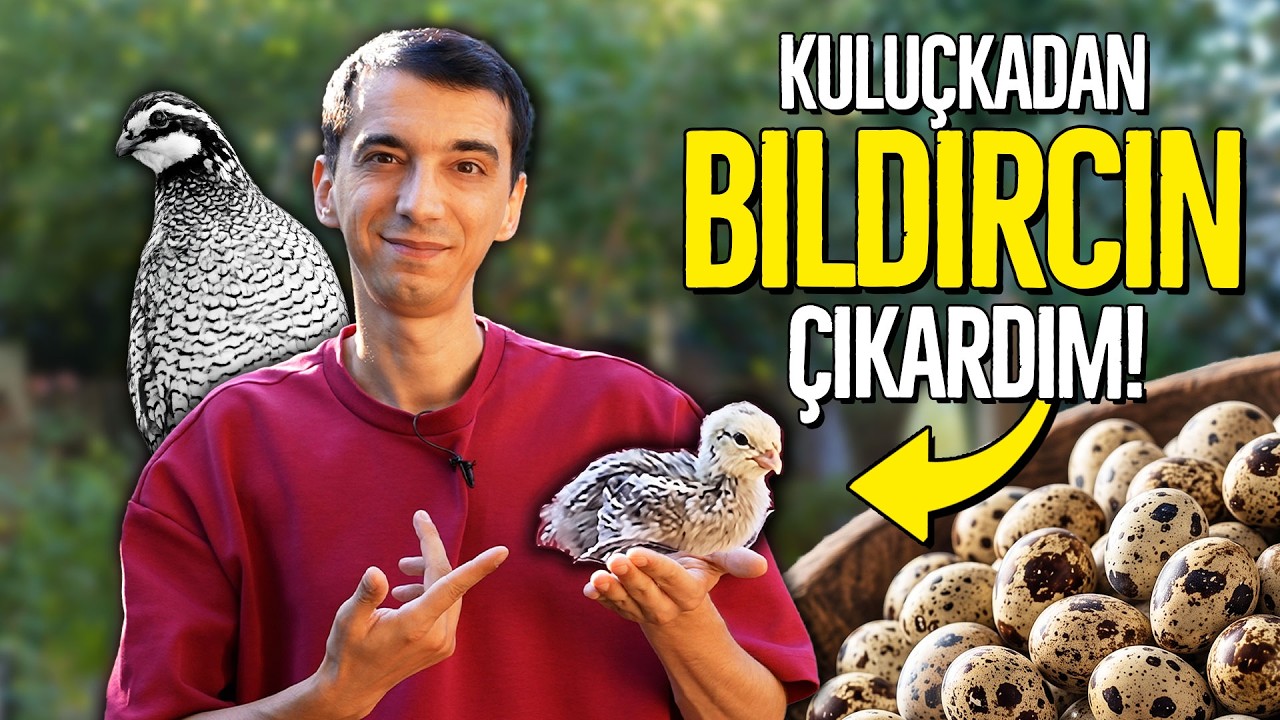 Kuluçkadan Bıldırcın Çıkardım! (2026)