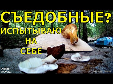 Добыл грибы, пробую! Купаюсь под водопадом. УкрТур 2. Серия 12