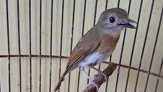 Download lagu Sikatan Rimba Dada Coklat Full GACOR - Suara MASTERAN Pancingan Terbaik Untuk SRDC & TLedekan Bahan mp3