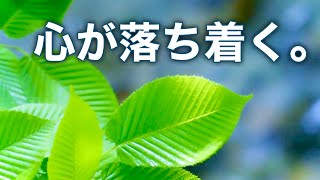 【夏の癒しBGM】心が落ち着く優しいリラックス音楽、自律神経を整え不安やストレス解消のためのヒーリングミュージック/睡眠用・作業用・勉強用BGM
