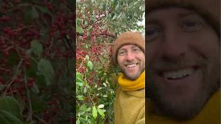 Autumnberry. A Wild Food “Secret”!