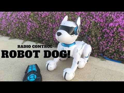 Radio Control Robot Dog From Kmart - First Look Review!