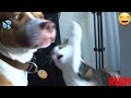 Ultimate Tony Baker S Voiceovers Skibbity Paps December 29th REACTION
