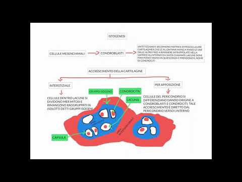 CORSO DI ISTOLOGIA LEZIONE 18 DI 30 TESSUTI CONNETTIVI PARTE 7