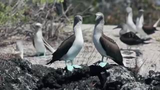 Adult Swim Bumps: Fall 2016