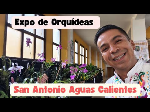Impresionante exposición de Orquídeas en Guatemala 