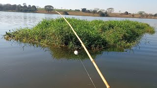 Pescaria raíz de tucunaré que força incrível teve até caranha e piau Rio thomaizao 