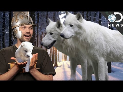 ゲームオブスローンズのダイアーオオカミは本物だった! (Game Of Thrones Dire Wolves Were Real!)