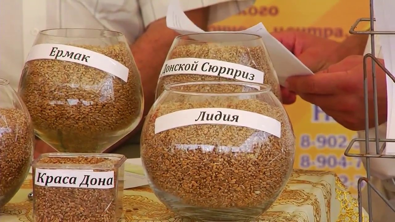 День Поля 2017