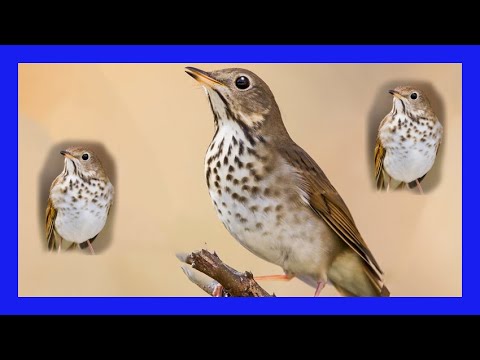 Drozd malý (Catharus guttatus) — spev a hlas v prírode