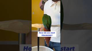 How do we start training a Green Cheek Conure? #birds #parrot