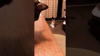 Boss cat 独り占めして食べる猫