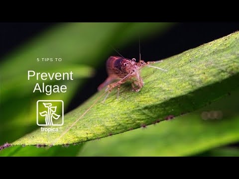 How to Prevent Algae - 5 Planted Tank Tips