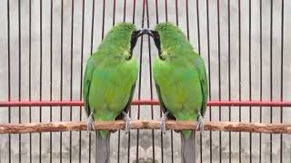 Download lagu Serem cucak ijo isian Suara Kuntilanak Super Rapat @edyjagalchanel7465 mp3