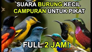 Download lagu Download Suara Burung Kecil Campuran untuk Pikat MP3 GRATIS! DIJAMIN AMPUH !! mp3