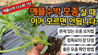 애플수박 다수확 1탄 - 모종살때 이거 모르면 안됩니다