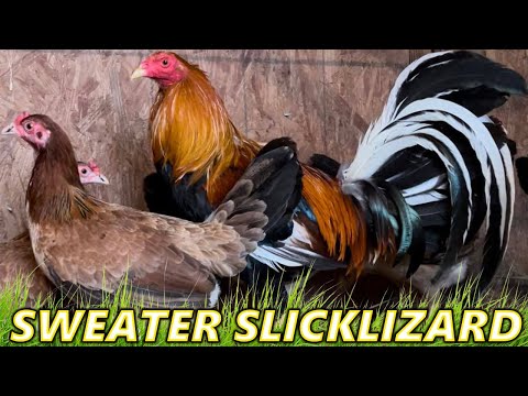 STAGS !! 20k Sweater Yellow Leg Hatch Hoskins SLICKLIZARD FARM