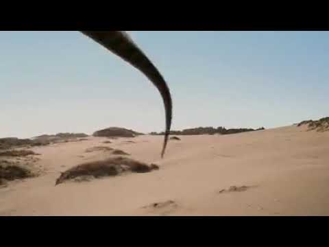 T rex vs anquilosaurio