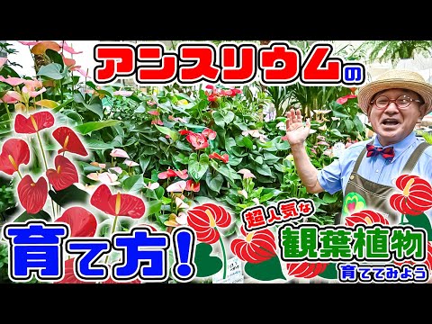 アンスリウムが一番嫌いなものは何ですか?培養シート  庭園