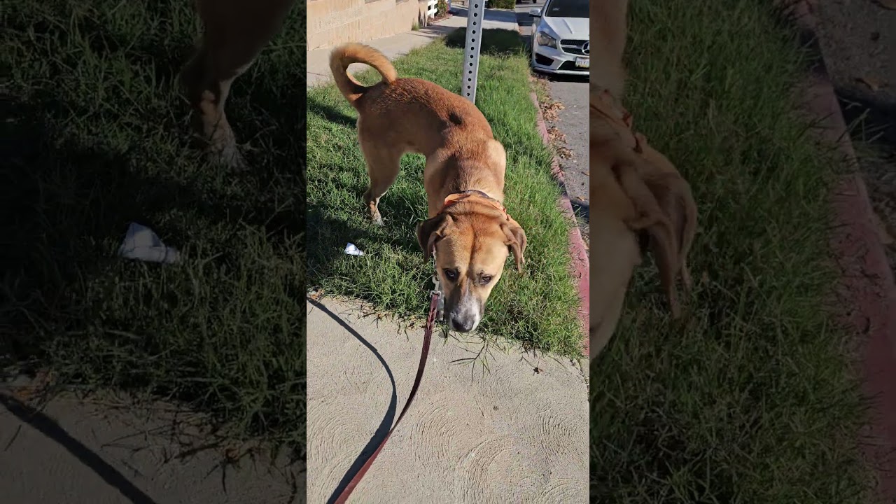 Enlarge Harley Scooby loves water, a Adoptable mixed breed in Venice, CA video 5/5