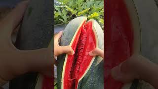 CUTTING WATERMELON ?