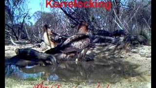 preview picture of video 'Pair of Little Eagles at Korrelocking'