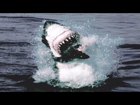 Útok žraloka bílého