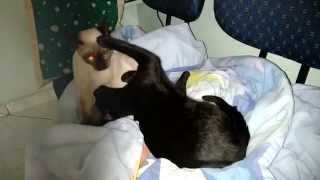 Carinho animal, Gatos mostram o amor de verdade