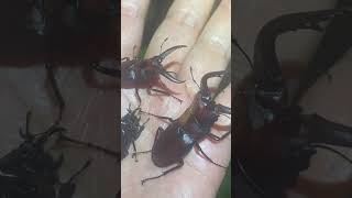 ノコギリクワガタ　千葉県北西部