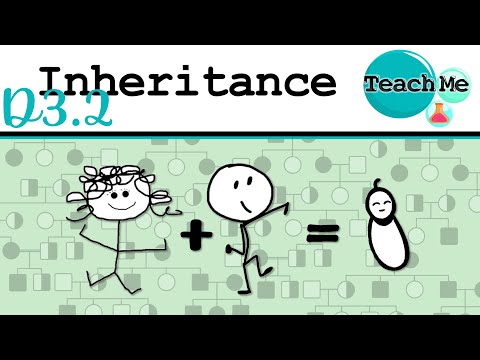 (D3.2) - Inheritance - IB Biology (SL/HL)