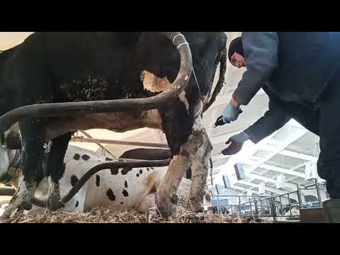 Amazing Modern Automatic Cow Farming Technology - Fastest Feeding, Cleaning and Milking Machines