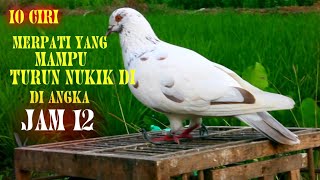 Cepatfuzziblog Ciri Merpati Tinggian Yang Turunya Cepat