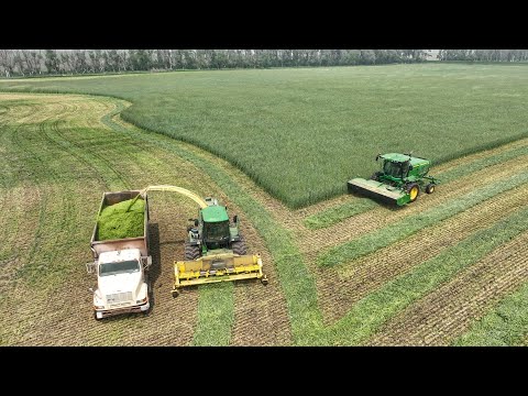 Harvesting Winter Rye for Silage