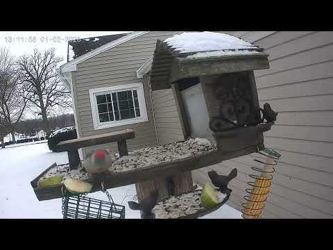 Snowy Day Serenade ❄️🐦 Ohio’s Winter Birds at the Feeder.