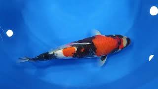 video van Showa SH-V25-04518