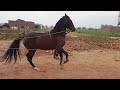 Horse Dance Training | how to train a horse for dance