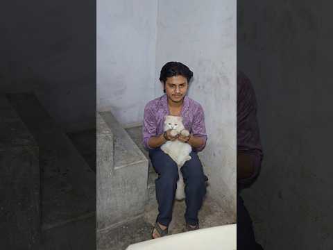 Olly के लिए  कूलर सही कर दिया 💀🙃 #cat #vlog #minivlog #ashortaday