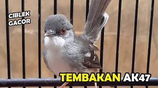 Download lagu Masteran Ciblek Bahan Agar Ngebren | Pancingan Ciblek Ngebren Ak47 mp3 Download lagu Masteran Ciblek Bahan Agar Ngebren | Pancingan Ciblek Ngebren Ak47 mp3