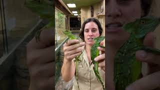 Lizards that run on water!🦎😱