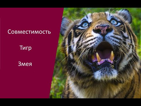 Совместимость тигра с другими. Тигр и тигр совместимость. Табличка совместимости знаков зодиака. Восточный гороскоп по годам таблица на совместимость в любви и браке. Совместимость тигра с другими.