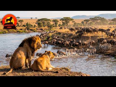 QUÊNIA SELVAGEM | A Batalha Brutal Entre a Presa e o Predador #animaisselvagens | Natureza Vida