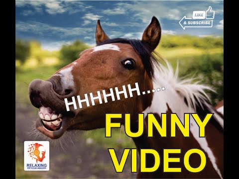 Funny Video Animal | Funny animals | Funny cats / dogs - Funny animal