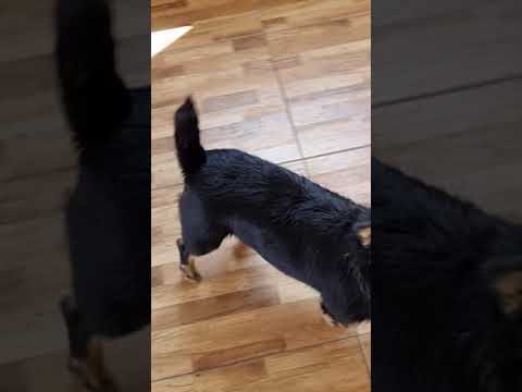 Emma 10.08.2021 - New Home for Strays e. V.