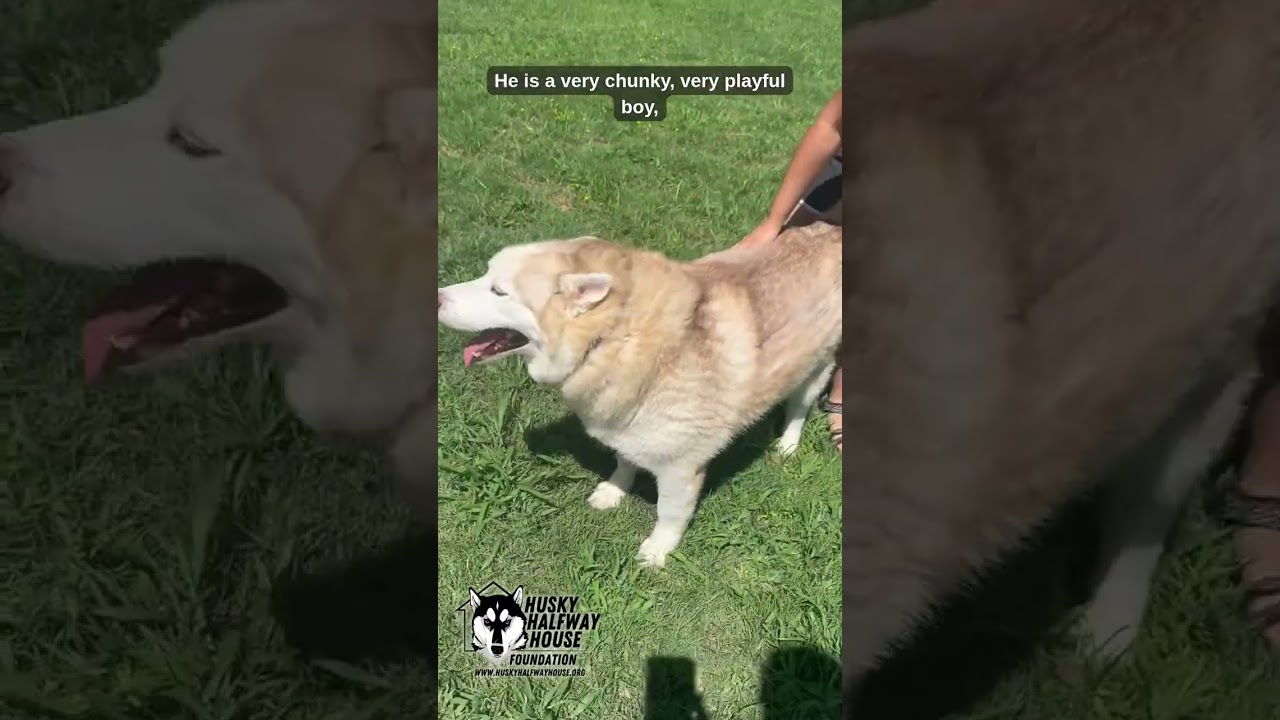 Enlarge Raul, a Adoptable Husky in Eufaula, OK video 2/2