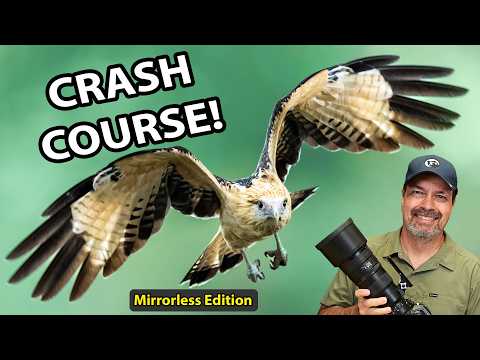 Bird in Flight Photography: The Mirrorless Settings & Techniques That Actually Work