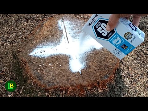 How to destroy Tree Stumps and Roots — and Prevent Regrowth