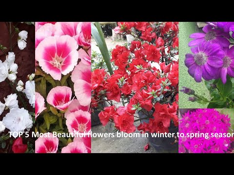 Top 5 most beautiful flowers bloom in winter | spring season | Azaleas | Cineraria | Clarkia flowers