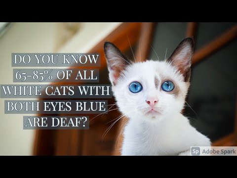 DO YOU KNOW 65-85% OF ALL WHITE CATS WITH BOTH EYES BLUE ARE DEAF?#shorts#trending#new #short#cat