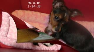 &quot;The Puppy Song&quot; - Mary Hopkin (My Dog Dedication)